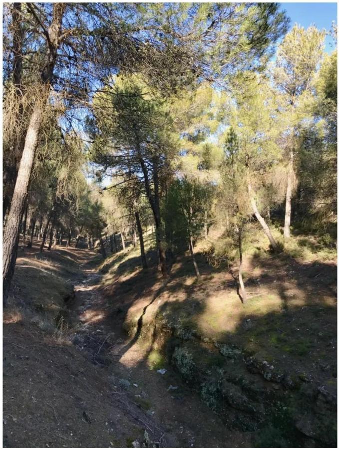 Apartament Zubicalm La Zubia  Zewnętrze zdjęcie